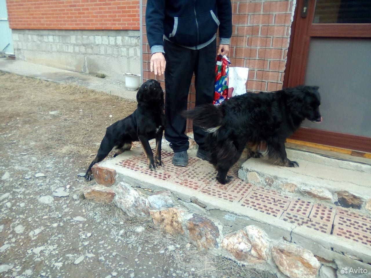 Отдам двух собак дворняжек купить на Зозу.ру - фотография № 2
