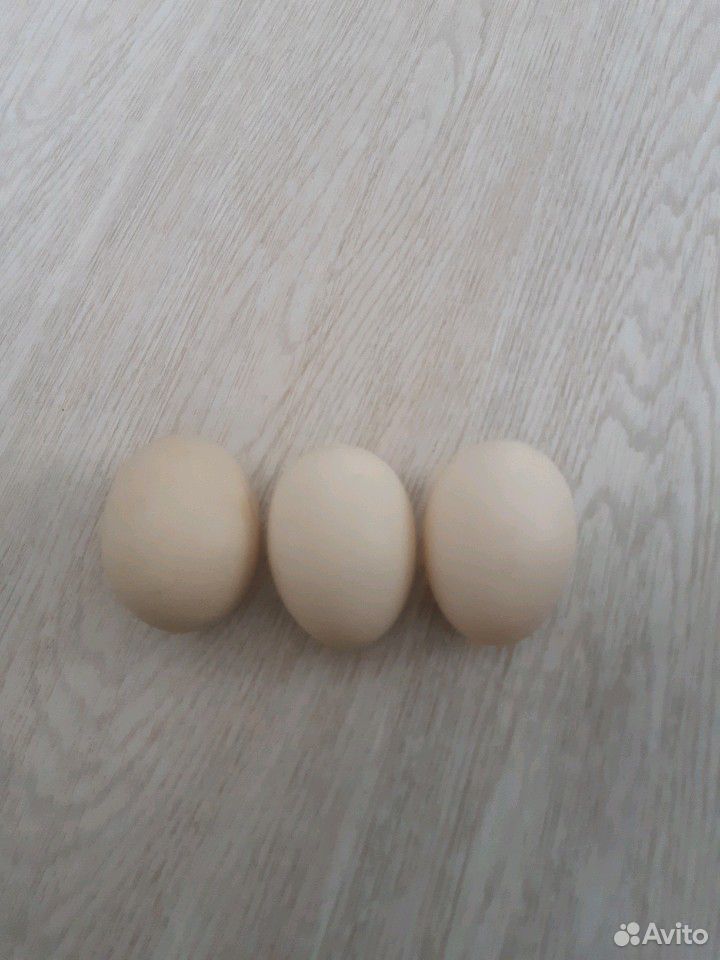 Инкубационное яйцо мускусной утки купить на Зозу.ру - фотография № 1