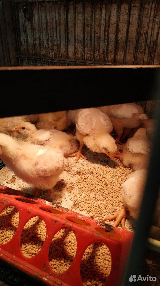 Цыплята от домашних несушек купить на Зозу.ру - фотография № 3