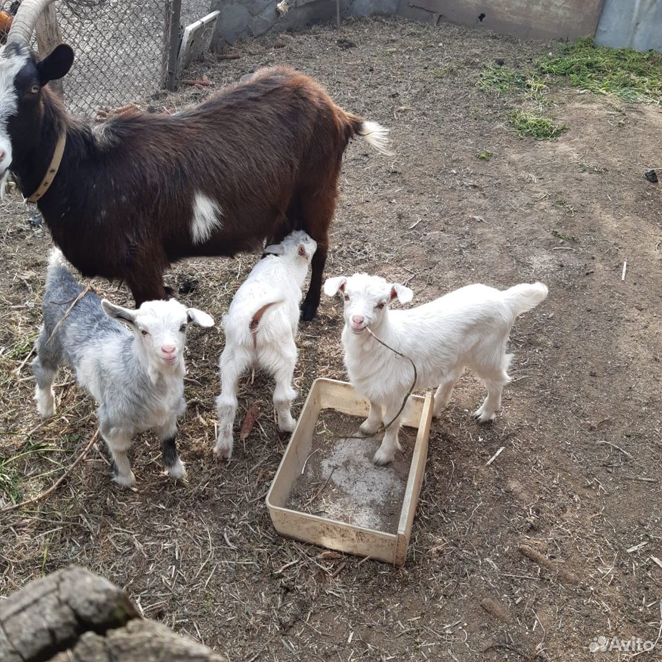 Продам коз, 2 козлика, 4 козачки, возможен торг купить на Зозу.ру - фотография № 2