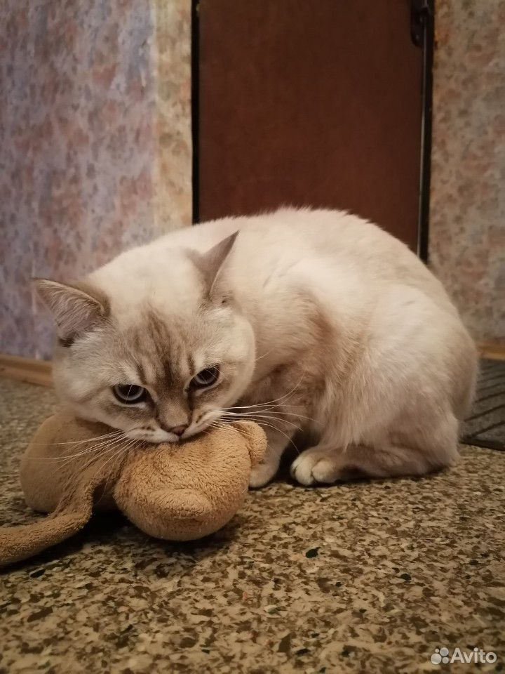 Кот вязка купить на Зозу.ру - фотография № 2