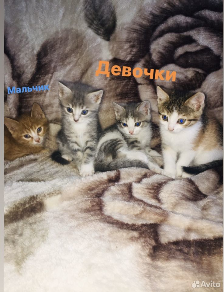 Дарю котят купить на Зозу.ру - фотография № 1
