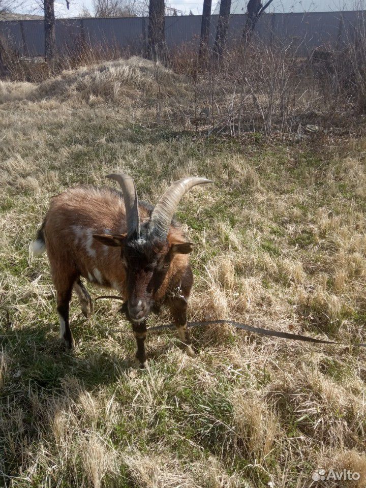 Нубийский козел вязка купить на Зозу.ру - фотография № 2