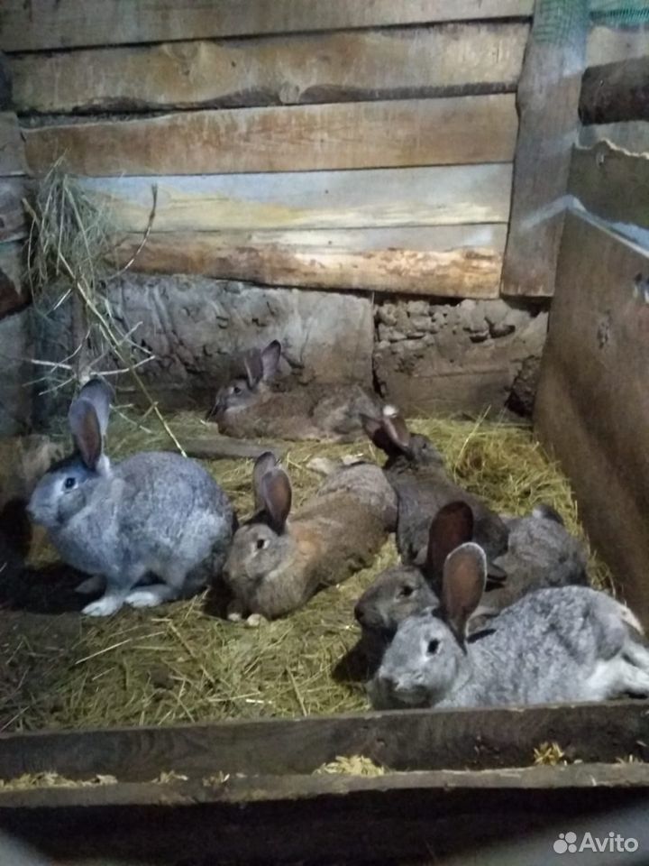 Кролики Фландер купить на Зозу.ру - фотография № 4