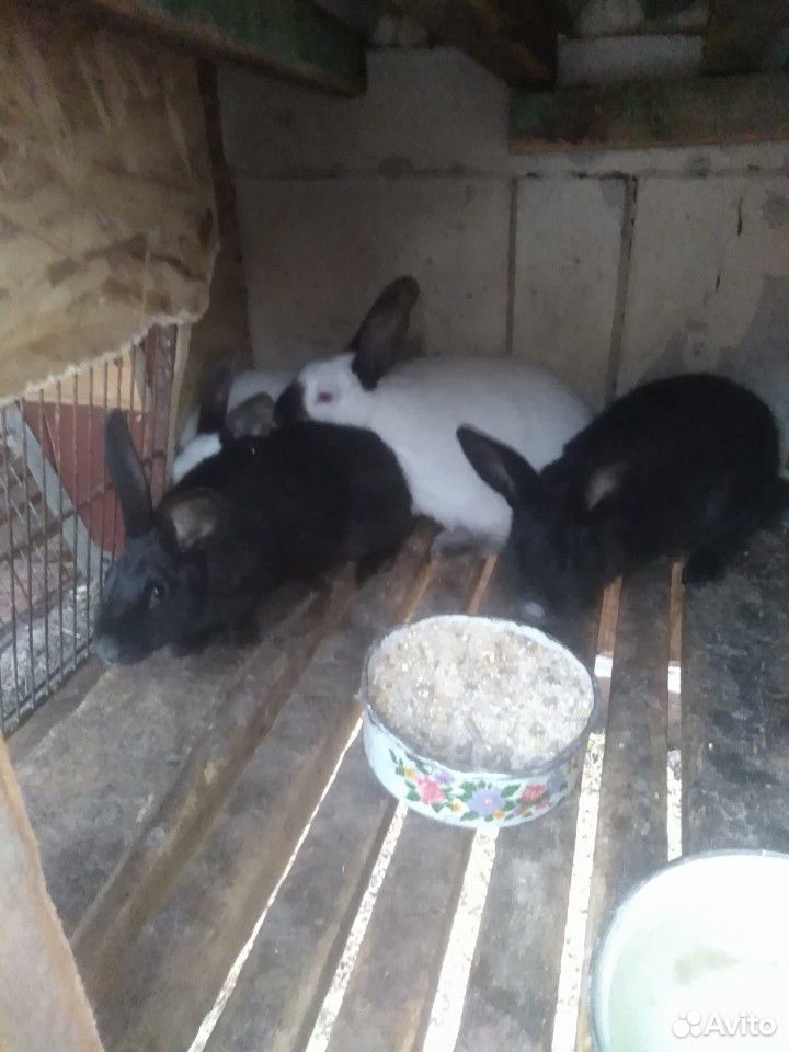 Кролики калифорния купить на Зозу.ру - фотография № 3