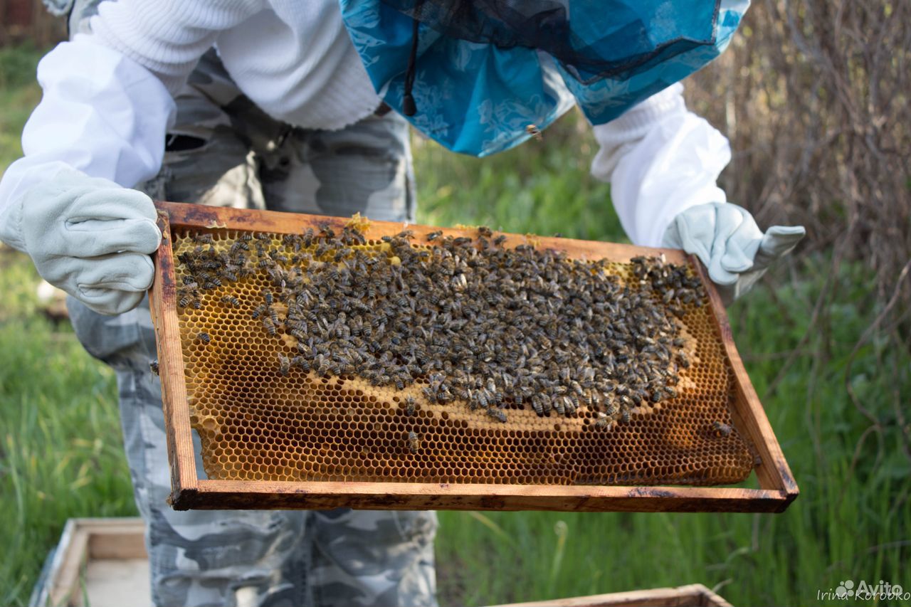 Пчелопакеты в краснодарском крае 2024