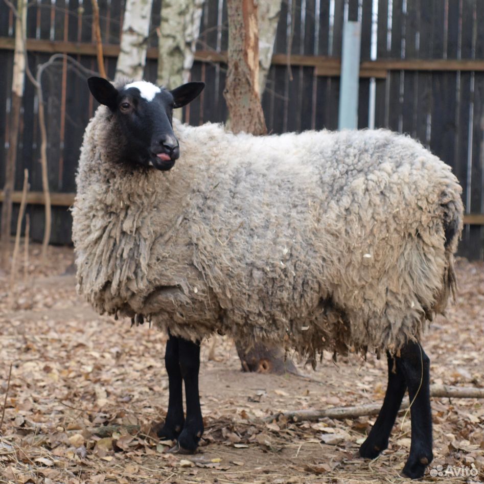 Овцы белые и романовской породы купить на Зозу.ру - фотография № 1