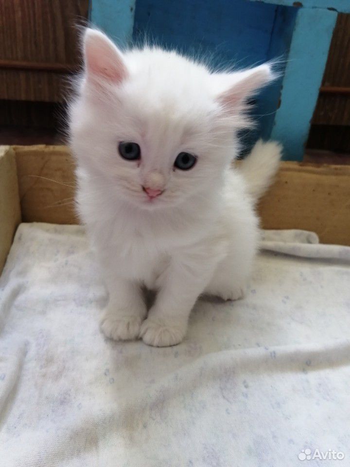 Котенок белого цвета купить на Зозу.ру - фотография № 3