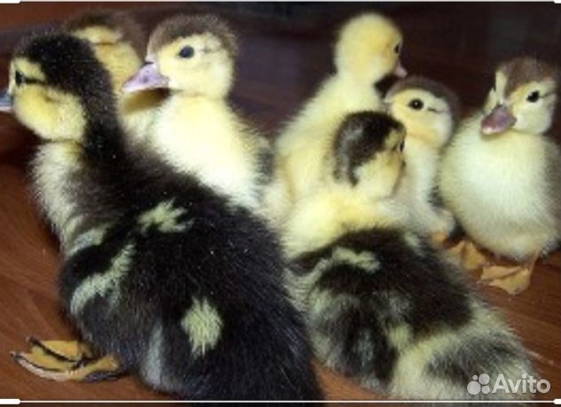 Цыпляты от домашних кур и утята купить на Зозу.ру - фотография № 2