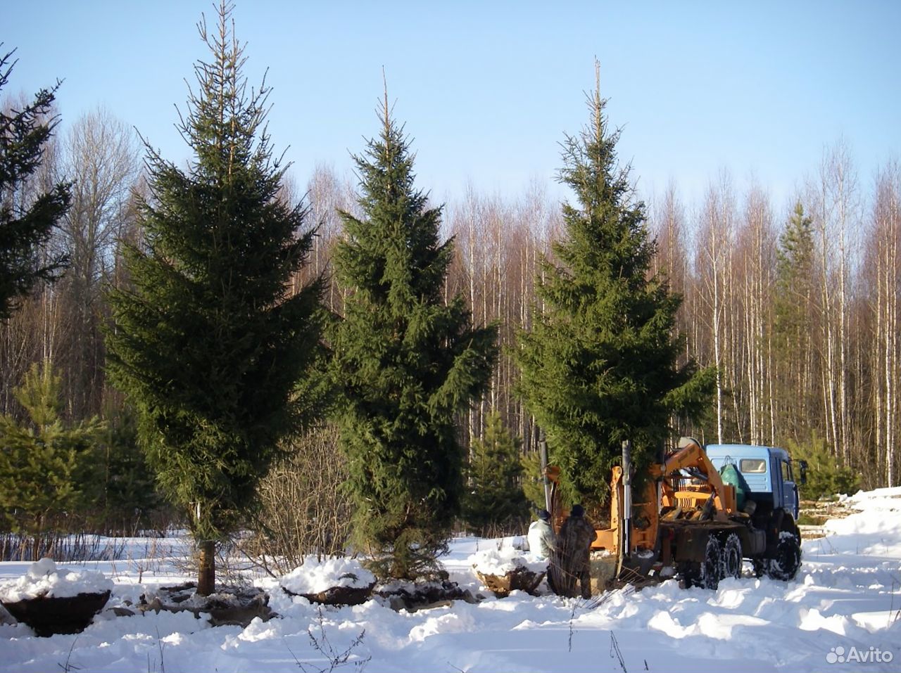 Крупномеры деревья ландшафт купить на Зозу.ру - фотография № 6