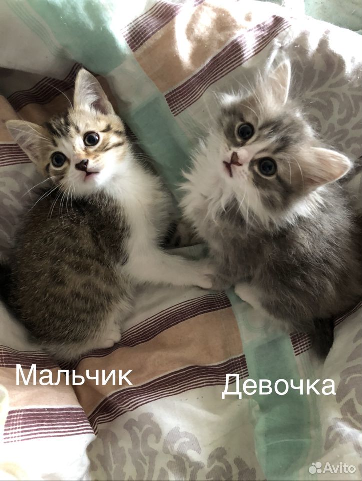 Отдам котят в хорошие руки купить на Зозу.ру - фотография № 4