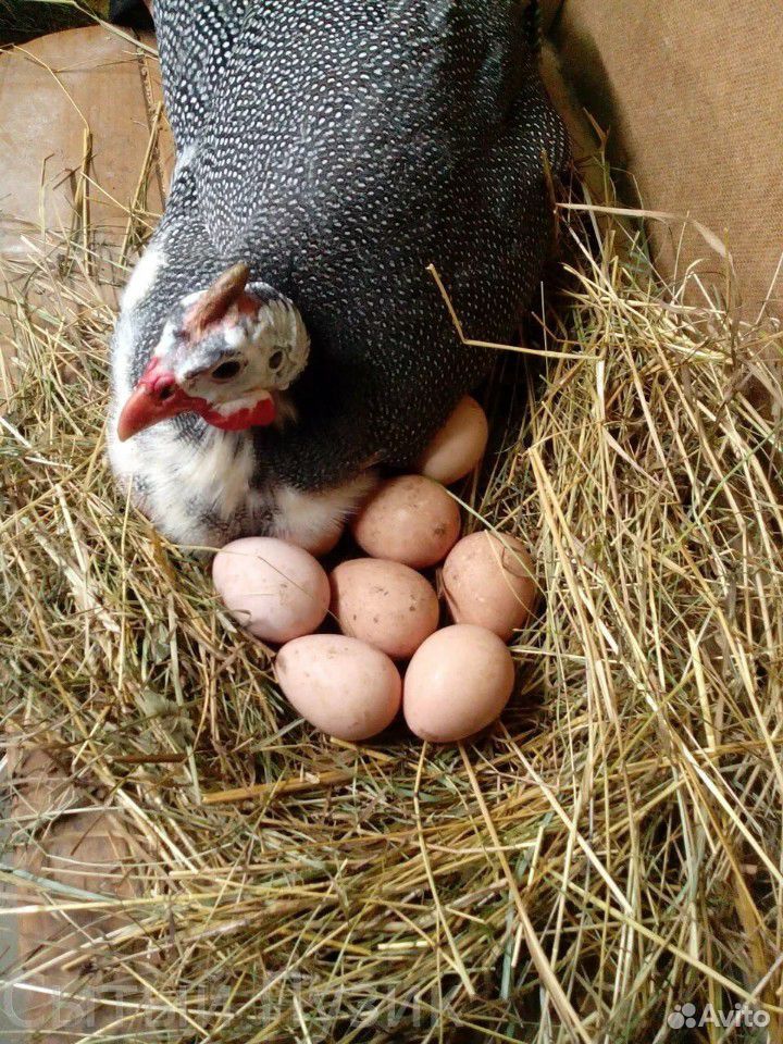 Яйца цесарки инкубационные купить на Зозу.ру - фотография № 1