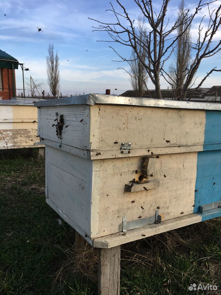 Пчелы на высадку купить на Зозу.ру - фотография № 2