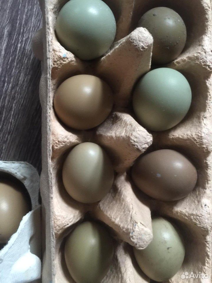 Инкубационное яйцо фазана купить. Размер яйца фазана. Фазаньи яйца. Яйцо фазана румынского. Как выглядят яйца фазана.