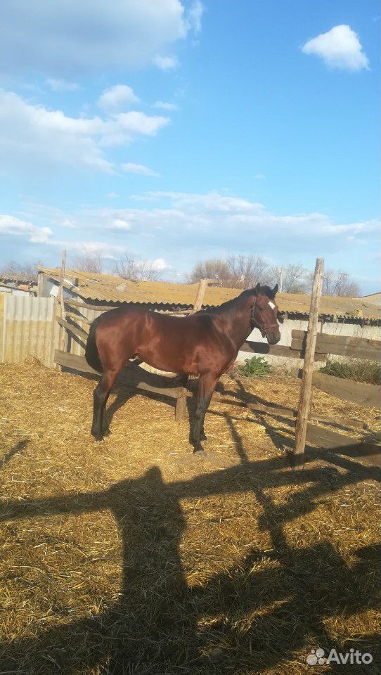 Конь, три года, полукровной породы купить на Зозу.ру - фотография № 1