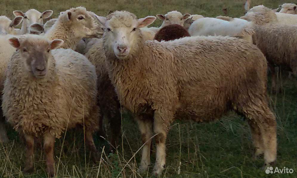 Овцы на племя купить на Зозу.ру - фотография № 4