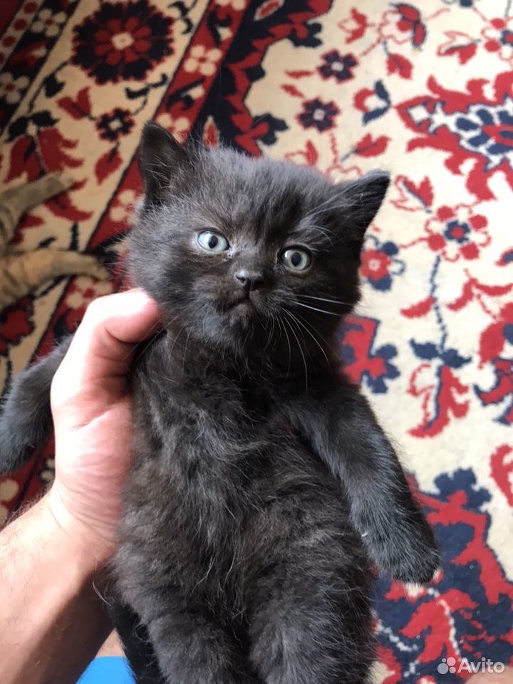 Чёрный котёнок (девочка) купить на Зозу.ру - фотография № 2