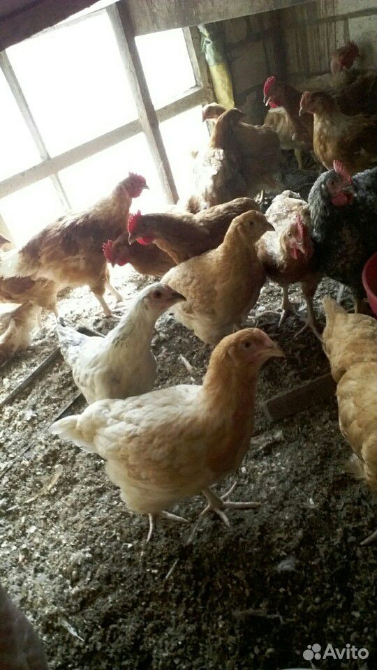 Цыплята 2,5 мес из импортного яйца купить на Зозу.ру - фотография № 1