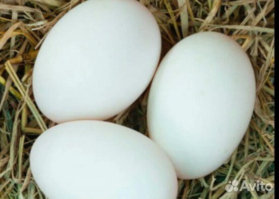 Гусинное инкубационное яйцо купить на Зозу.ру - фотография № 1