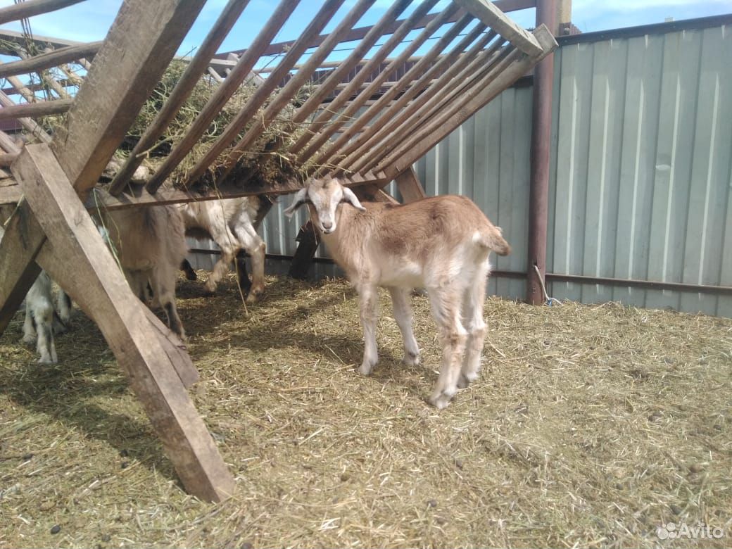 Продаются альпийские козы и козлы купить на Зозу.ру - фотография № 2