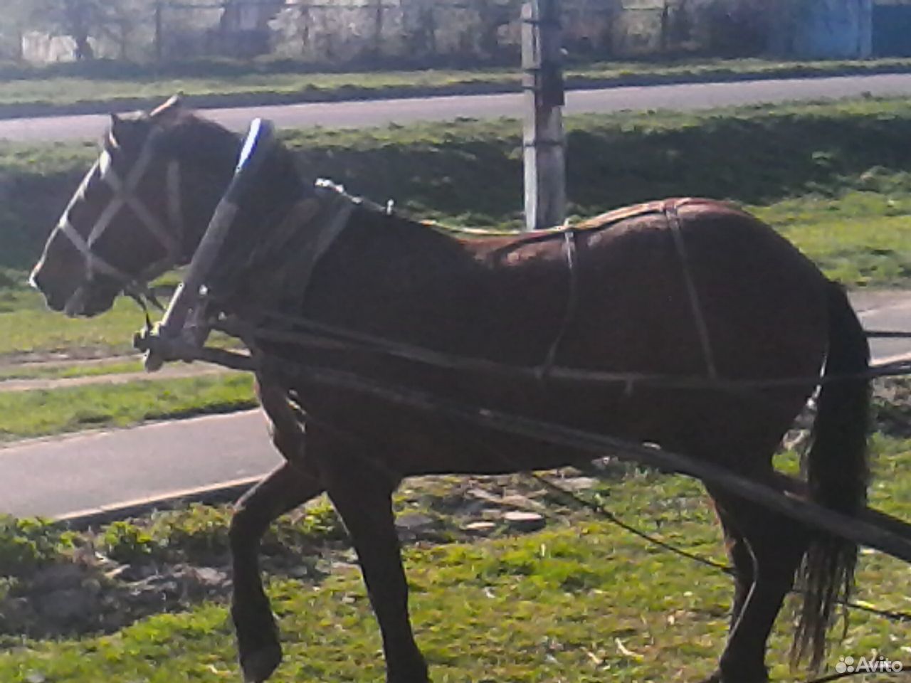 Продам рабочего коня купить на Зозу.ру - фотография № 2