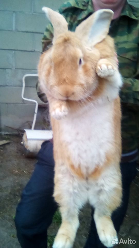 Продам кролика купить на Зозу.ру - фотография № 2