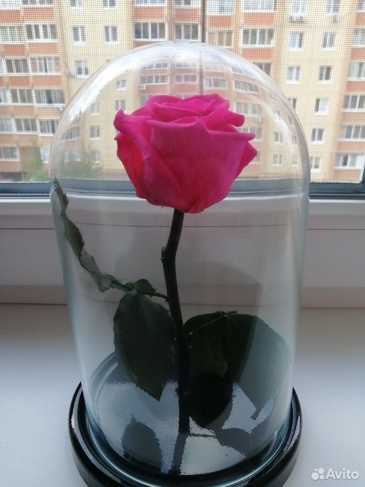 Роза купить на Зозу.ру - фотография № 2