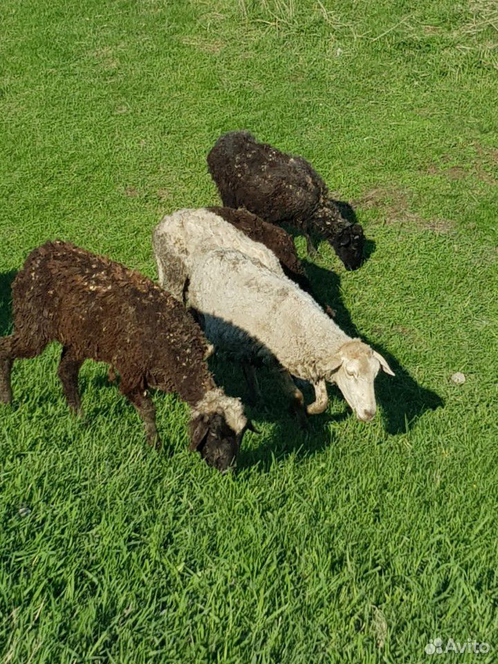 Продам овец и баран купить на Зозу.ру - фотография № 1