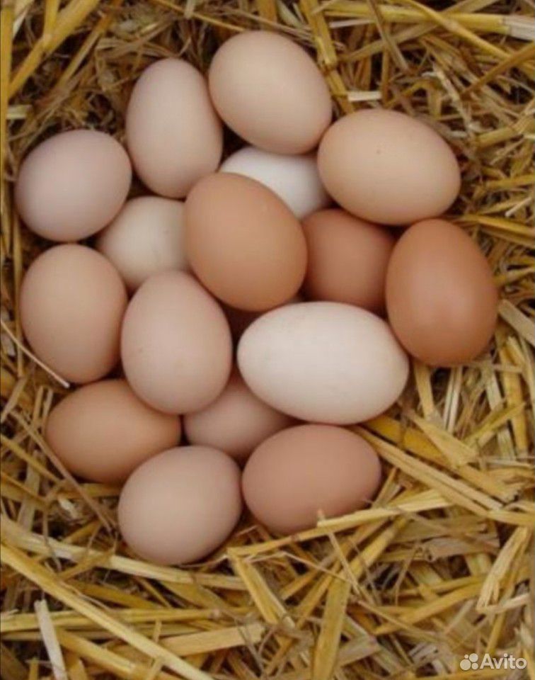 Яйца для инкубации купить на Зозу.ру - фотография № 1