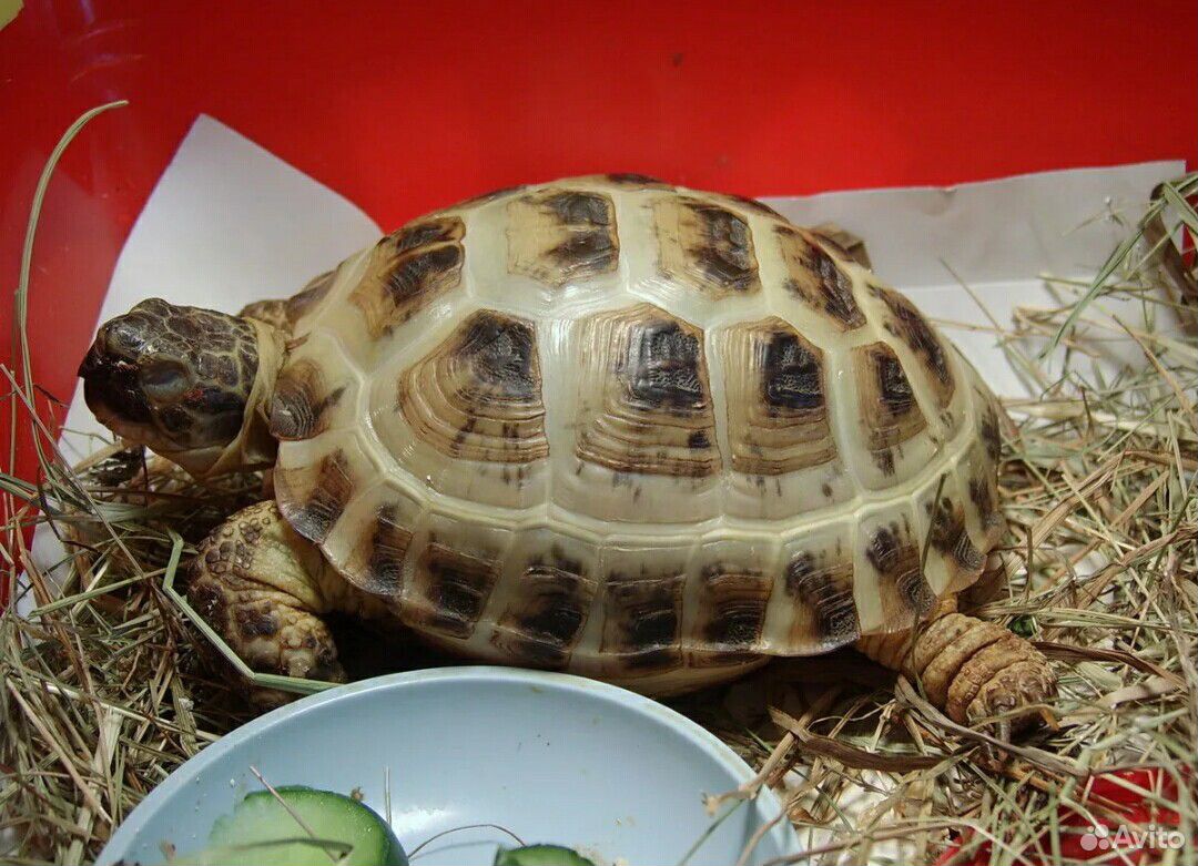 Среднеазиатская сухопутная черепаха. Среднеазиатская Степная черепаха. Черепашата среднеазиатской черепахи. Среднеазиатская красноухая черепаха.