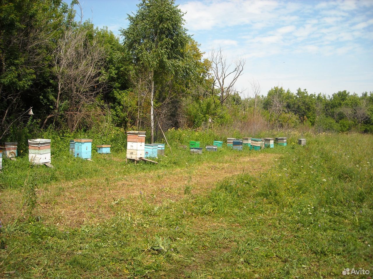 Продам пчелосемьи в комплекте купить на Зозу.ру - фотография № 2