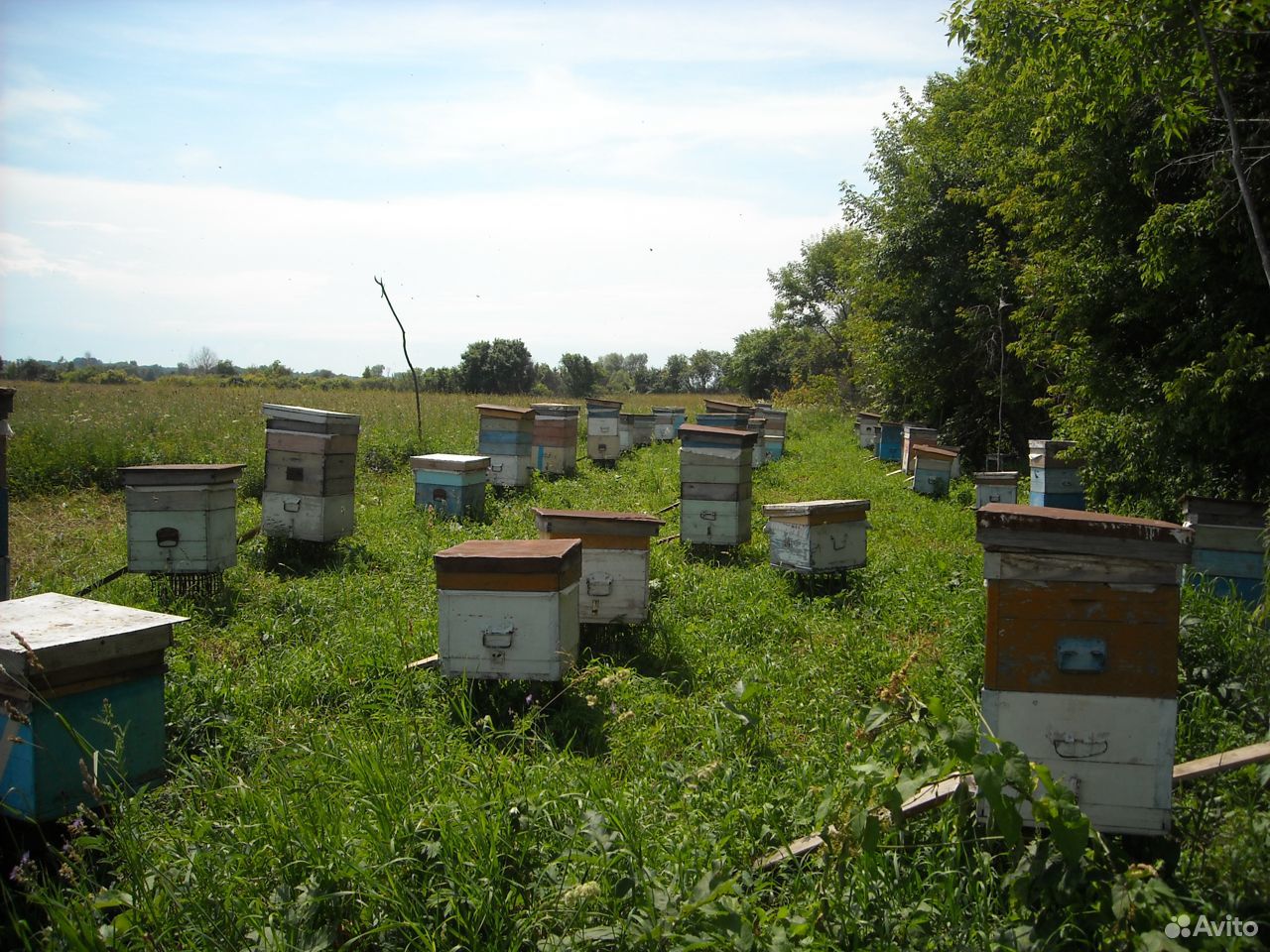 Продам пчелосемьи в комплекте купить на Зозу.ру - фотография № 1