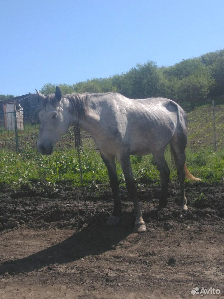 Лошадь с кобылой купить на Зозу.ру - фотография № 2