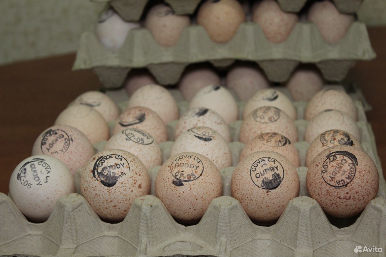 Инкубации хайбрид конвертер. Инкубационное яйцо индейки Хайбрид. Хайбрид Канада яйцо. Хайбрид конвертер яйца. Яйцо индейки Канада.