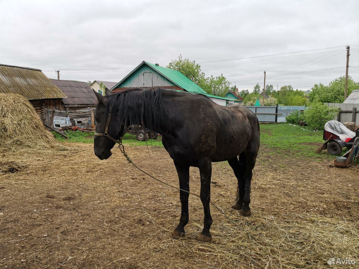 Продается лошадь(конь) купить на Зозу.ру - фотография № 3