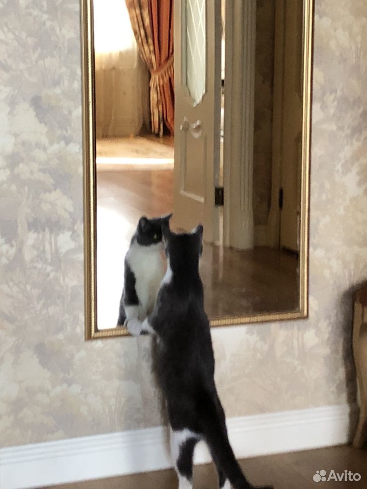 Кошка Тося ищет дом купить на Зозу.ру - фотография № 1