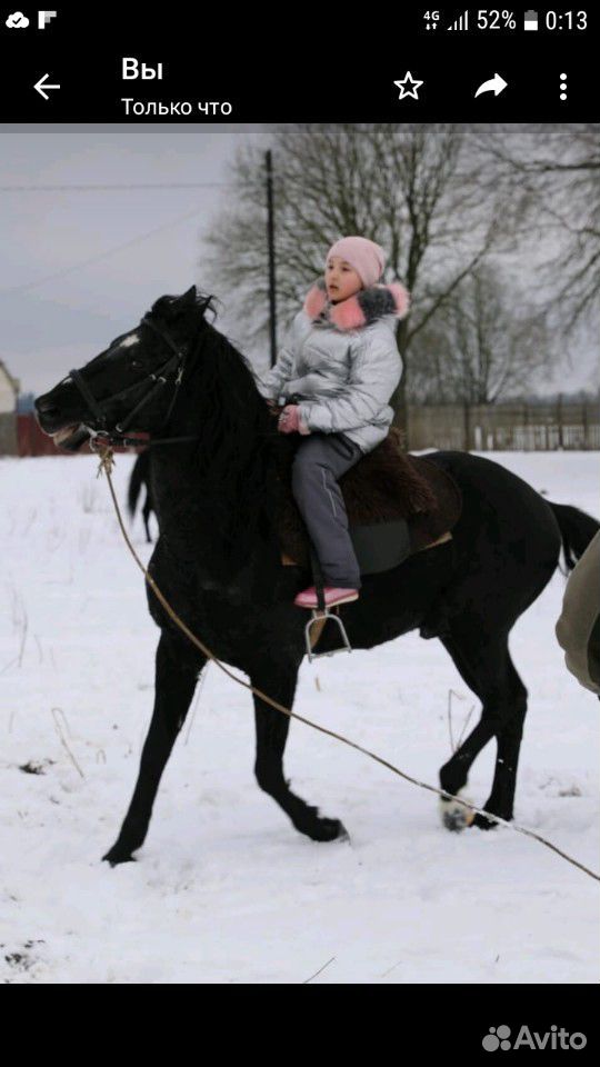 Лошади и другие животные купить на Зозу.ру - фотография № 5