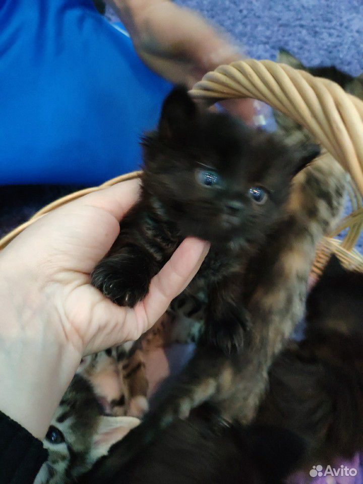 Милые котята ищут новый дом купить на Зозу.ру - фотография № 10
