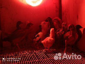 Домашние цыплята купить на Зозу.ру - фотография № 2