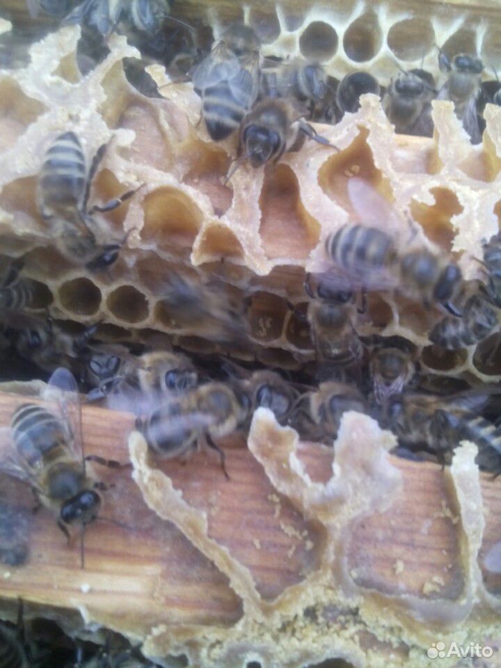 Пчёлопакеты купить на Зозу.ру - фотография № 4