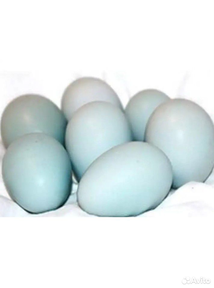 Инкубационное голубое яйцо купить на Зозу.ру - фотография № 1 
