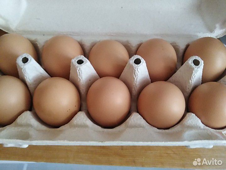Яйцо инкубационное, и цыплята подрощеные Кобб 500 купить на Зозу.ру - фотография № 3