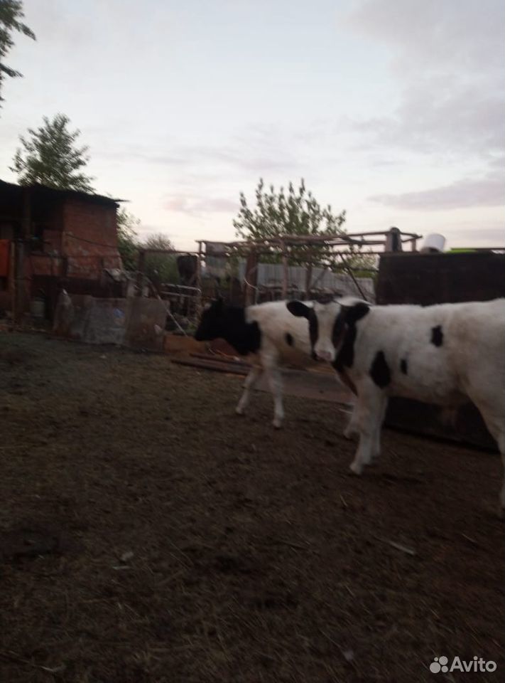 Корова молочная,телочка и бычок купить на Зозу.ру - фотография № 4