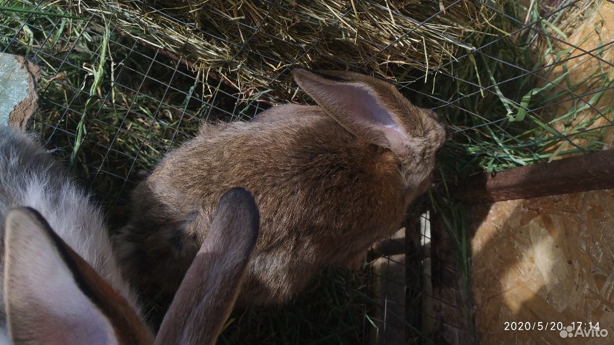 Кролики, мясо кролика купить на Зозу.ру - фотография № 5