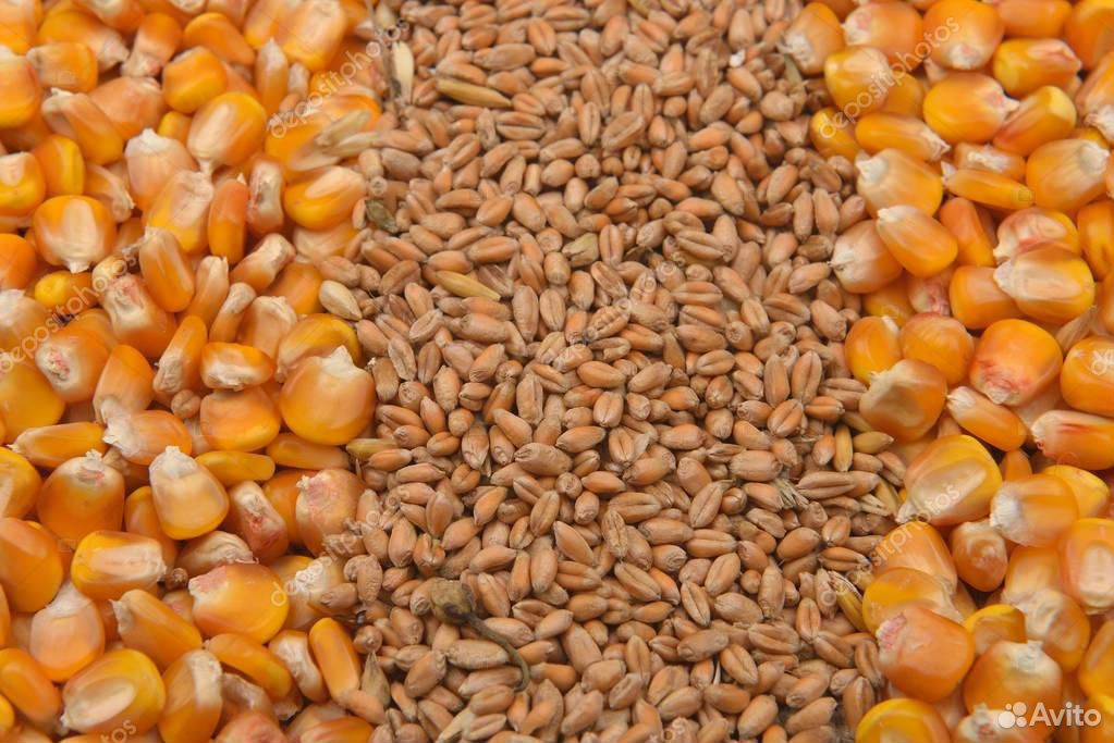 Ячмень кукуруза пшеница купить на Зозу.ру - фотография № 1