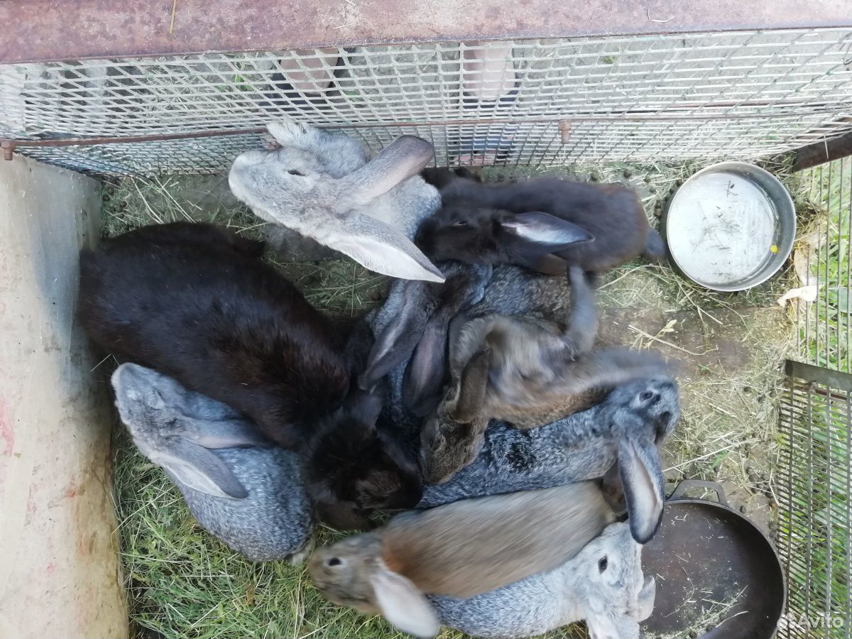 Кролики- продаю, малыши, самцы, самки, приезжайте купить на Зозу.ру - фотография № 1