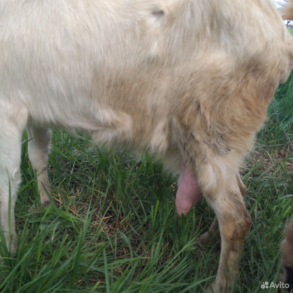 Продам доеную козу купить на Зозу.ру - фотография № 2