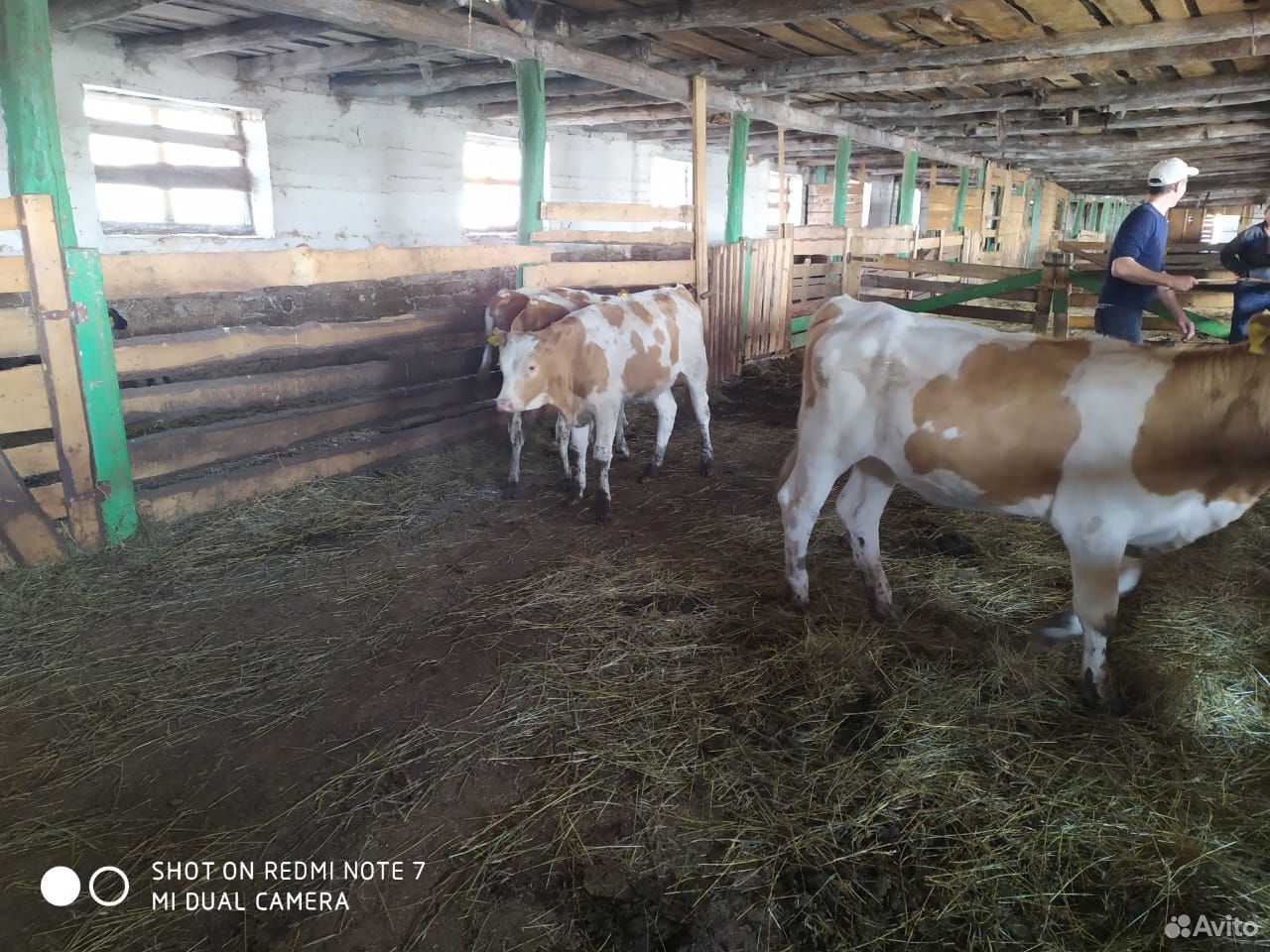 Коровы на убой 450 - 600 кг купить на Зозу.ру - фотография № 3