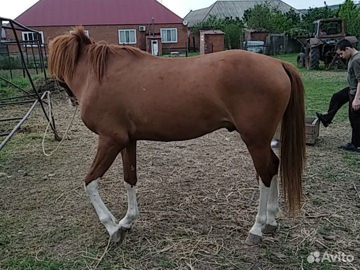 Конь купить на Зозу.ру - фотография № 8