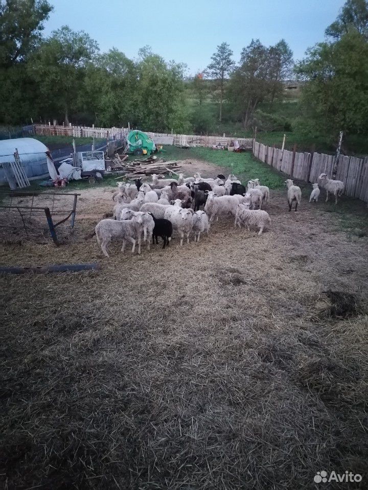 Баран, овцы, ягнята купить на Зозу.ру - фотография № 5